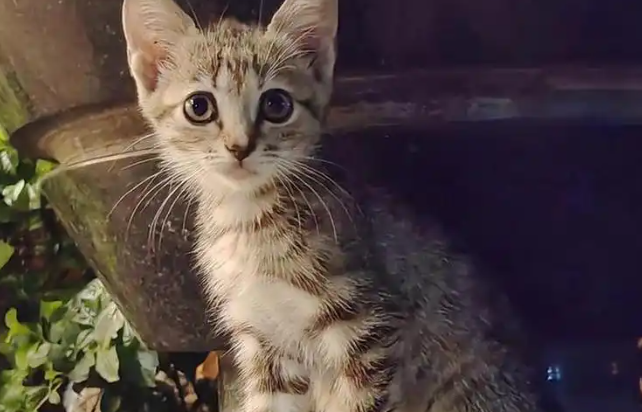 眼睛里“藏”着寄生虫，竟是天天喂流浪猫惹的祸