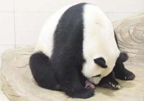 中国大熊猫保护研究中心：2025年首只大熊猫幼崽诞生