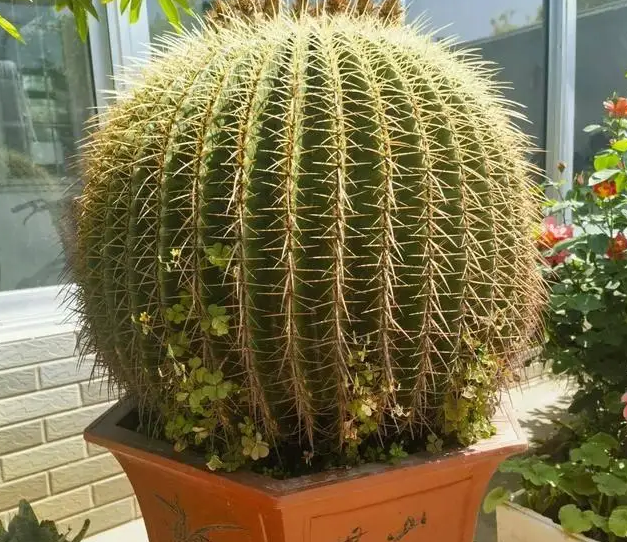 32岁的金琥，被山东爷爷养成“巨无霸”，还开了花