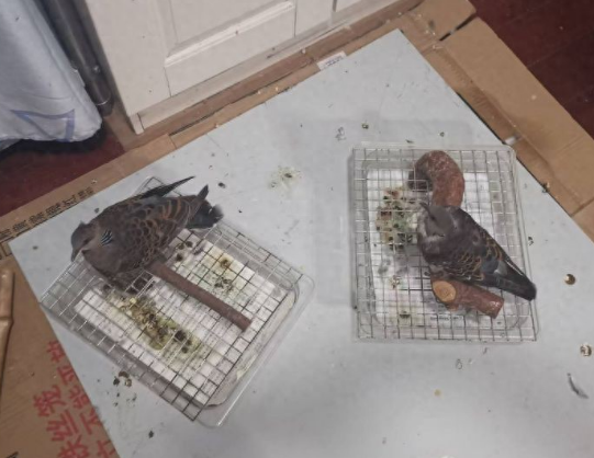 非法养殖斑鸠被查处 巢湖警方放飞9只国家保护鸟类