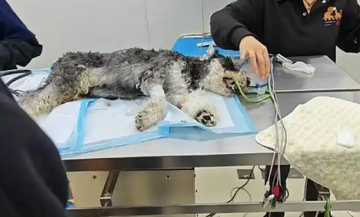 云南一公园疑有人恶意投毒，多只宠物狗死亡！警方介入