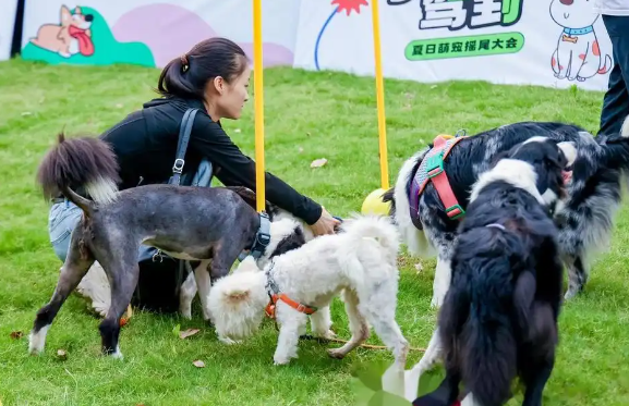 杭州首届宠物生活节举办，引人注目
