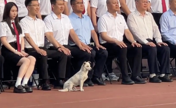 学生在拍毕业照，生活在校园的流浪狗坐到了最前排！