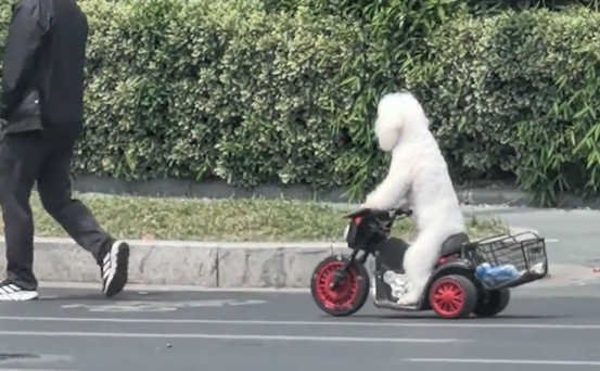 女子大街上看到狗狗骑电动车，以为自己眼花了