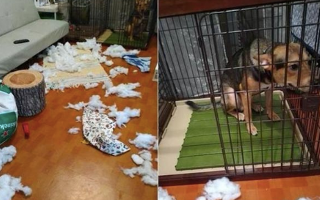 狗狗犯了错之后，自己默默走进笼子里，还吐舌头卖萌求主人原谅！