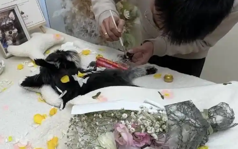 成都宠物殡葬师2年“送走”2000只宠物