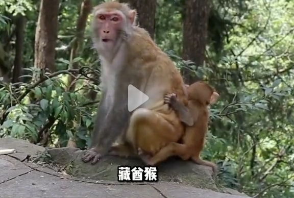 辟谣！“四川峨眉山发生人猴大战，游客坠崖，猴王被射杀”