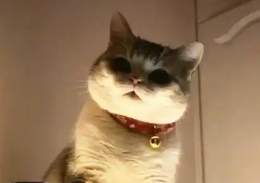 主人晚上起来上厕所，抬头看到猫瞬间清醒：大半夜干啥呢