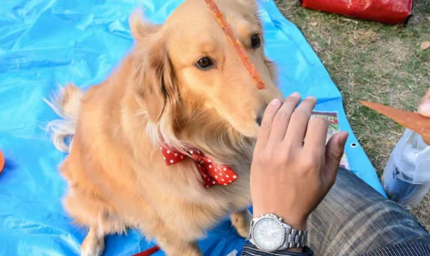 社区养犬纠纷不断，到底应该如何解决？