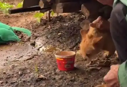 人心险恶！博主跨三省找靠腿骨走路流浪狗