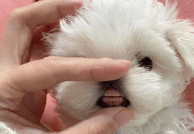 小姐姐晒家里小狗长牙照片，网友疯狂点赞！