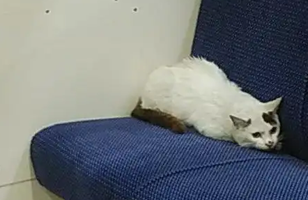 猫咪在地铁上睡觉，醒来后的动作让人摸不着头脑