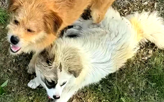 烟台男子悬赏5万元寻回爱犬，不久便成功找回