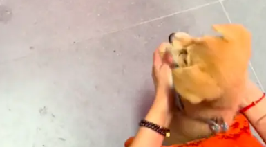 爷爷奶奶搬进新家，把捡到的流浪狗也一起带去！狗：好多仪式啊！