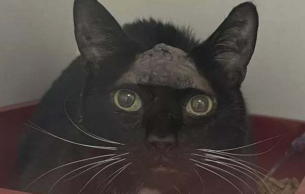 猫咪接受脑瘤手术，痊愈之后“返老还童”
