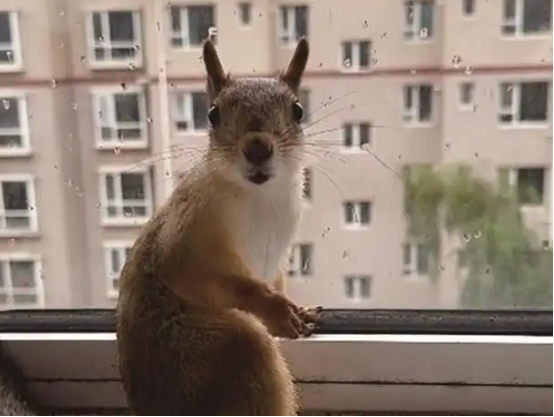 跳上肩膀陪伴钻进裤兜睡觉家有三只松鼠生活充满欢乐