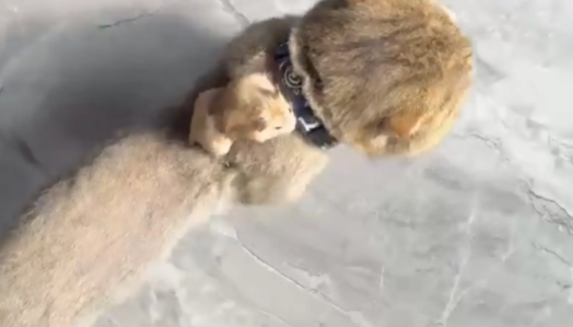 猫咪背着仓鼠兜风，前一秒和谐，下一秒直接一个飞踢