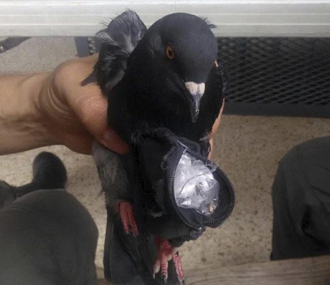 哥斯达黎加一只猫“走私”毒品被抓，此前还有囚犯用信鸽携带毒品入狱