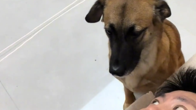 男子训练狗子接食物，狗子一动不动一脸淡定