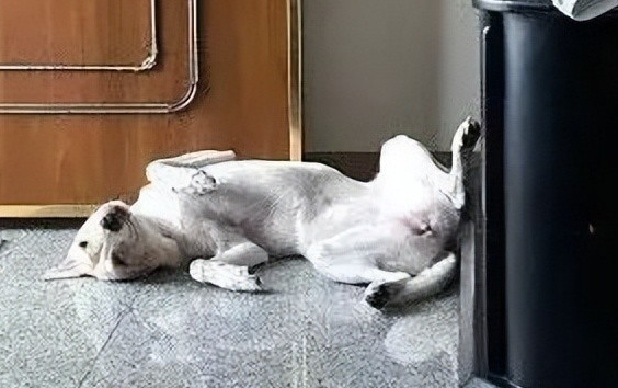 贪吃狗险丧命，主人这一波操作救了它！