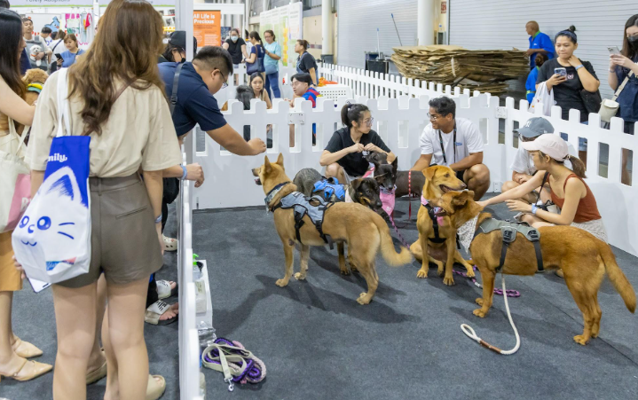 菲律宾宠物博览会吸引万人参与，展会现场十分壮观