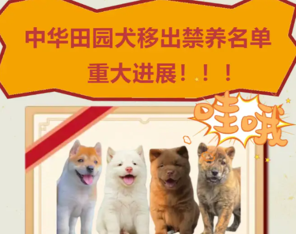 解禁中华田园犬？请不要搞“拍脑袋决策” 
