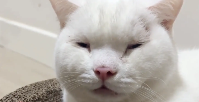 猫咪被蜜蜂蛰了，脸肿得像发面馒头