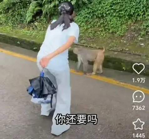 女生拿西瓜喂猴被猴子飞踹一脚，官方回应：野猴易伤人