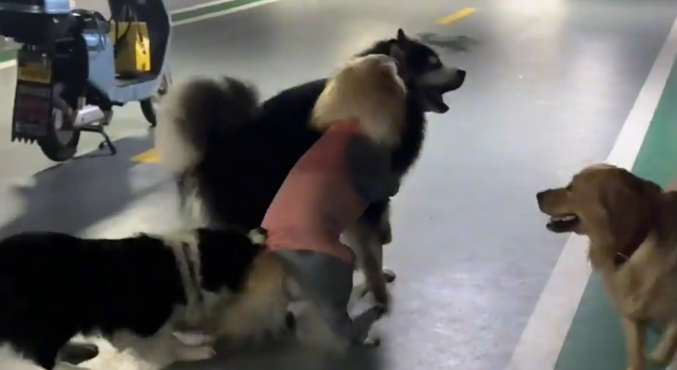 两只狗子打架，边牧拉架。网友：边经理还是通人情世故