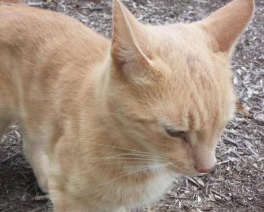 男子深山巧遇“干净小奶猫”觉得有蹊跷，查看吊牌后，果然不出所料