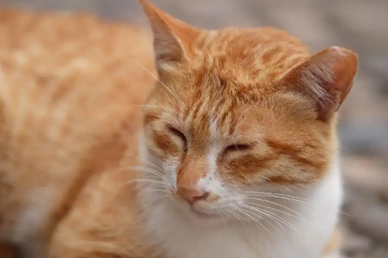 蛮好的“喵生”！广州管理流浪猫已经进入NEXT LEVEL了