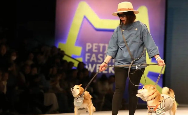 “养儿式”养宠模式，已成消费新趋势