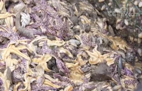 这地海星泛滥成灾！找网友帮吃光可行吗？