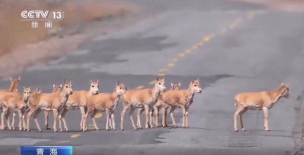藏羚羊迁徙进行时！“高原精灵”踏上产仔之路