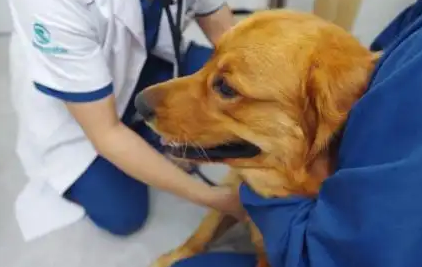 从宠物狗到流浪狗、疗愈犬，玛氏致力于为宠物创造美好世界