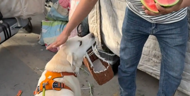 男子带社牛狗子逛菜市场。网友：尾巴都摇成螺旋桨了 