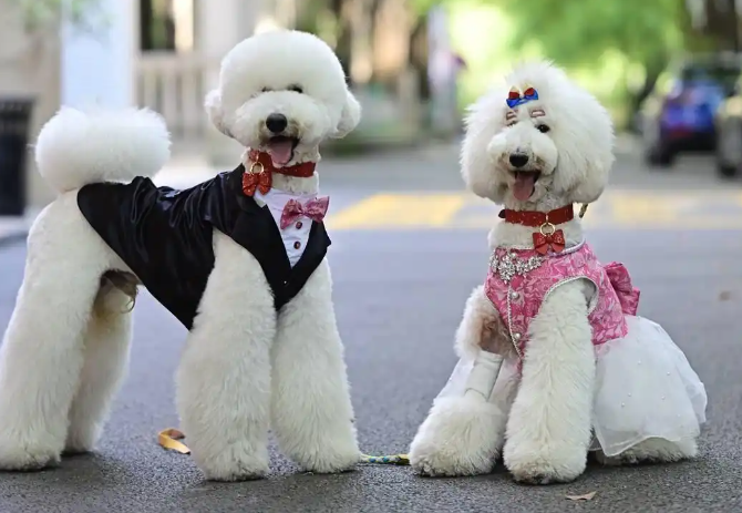 上海“铲屎官”为狗狗举办婚礼 造型师：单只狗造型花费上千元