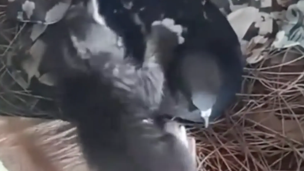 家里的猫咪下崽了，最忙的却是鸽子