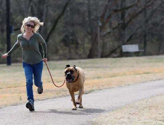 宠物犬追赶致人受伤，“犬主全责”是一记警钟
