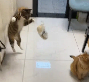 狸花猫把包子扔起来摔。网友：感觉有点像在玩老鼠……