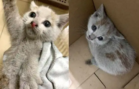 小猫为报恩悄悄躲进网友车底，一路高速行驶竟然奇迹生存