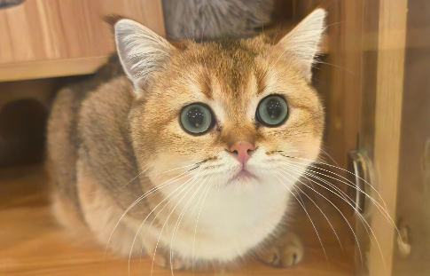 “养儿式”养宠物，成消费新趋势