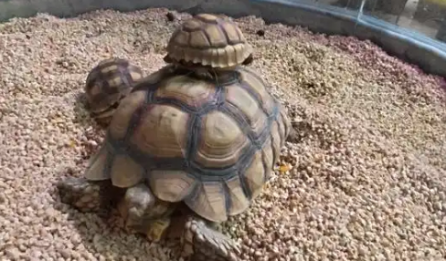 年轻人追捧的异宠藏风险，饲养前务必了解这些