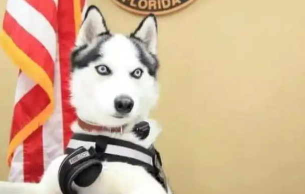 特警挑战训练哈士奇做警犬？结果警局差点被拆了
