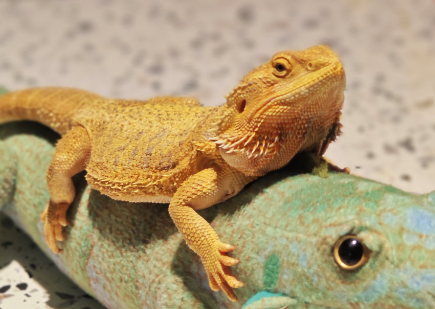 四口之家把18公斤的蜥蜴当作宠物饲养