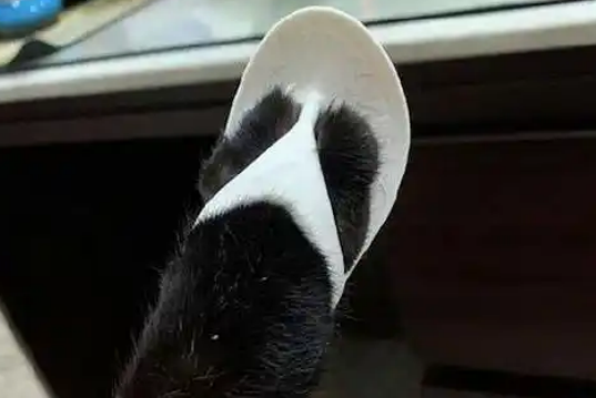 主人买了鞋型钥匙扣，给猫咪穿上正好，猫：本喵不想穿