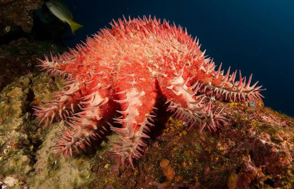 AI保卫珊瑚，顺便拯救了“一只只给海星打毒针”的人类