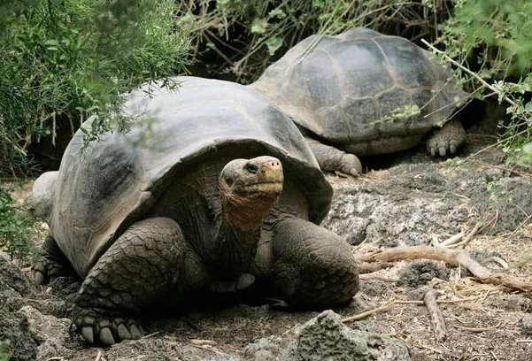 美国濒危陆龟93岁高龄首次当妈，产下16枚蛋