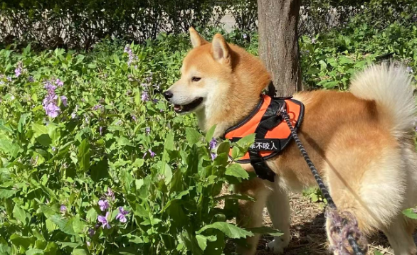 宠物经济引领消费新潮流 产业市场背后的创新与温度