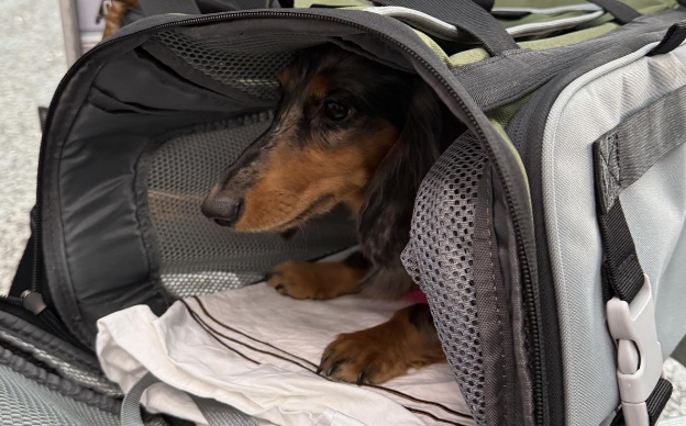 贵州首位“爱宠进客舱”萌宠顺利出行